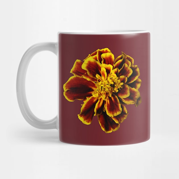 Single French Marigold by SusanSavad